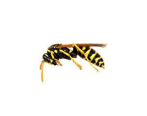 wasp