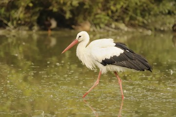 white stork - Ciconia ciconia Linnaeus