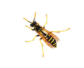 wasp