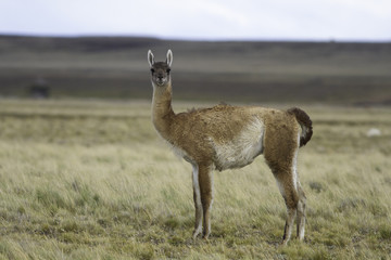 animal guanaco llama alpaca