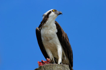 Osprey with a catch on a light pole