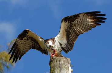 Osprey eating fish on a light pole