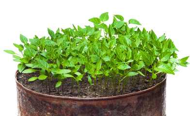 Green sprouts growing from seeds. Pepper