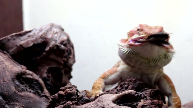 Dragon Barbudo o Pogona, comiendo una cucaracha, primer plano