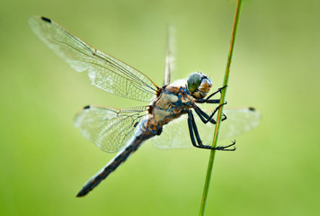 dragonfly on a blade of grass on a soft green background