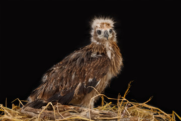 Young Brahminy Kite , Red-backed Sea-eagle in the nest