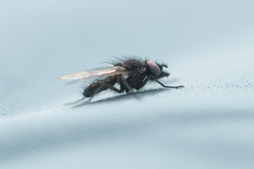 fly sits on the surface