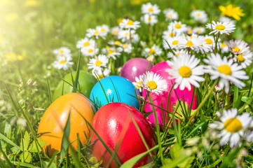 Colorful Easter eggs lying in the grass with daisy flowers