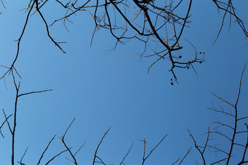 Dry branches against blue sky.