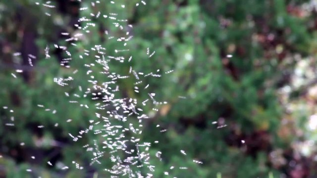 Enjambre de mosquitas zumbando en el parque.