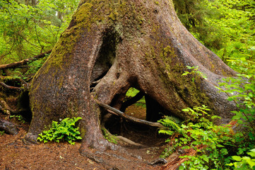 Giant Tree, Hoh Rainforest