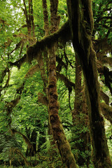 Hoh Rainforest in Olympic National Park in Washington state.
