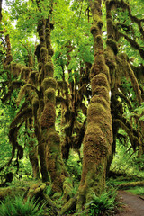Hoh Rain Forest, Olympic National Park, Washington state.