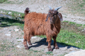 Baby brown goat standing on green grass