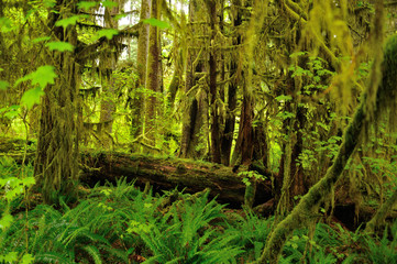 Hoh Rainforest in Olympic National Park in Washington state.