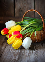 Colorful tulips in a basket on a wooden background, selective fo