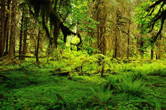 Hoh Rainforest in Olympic National Park in Washington state.