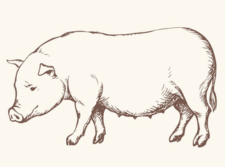 Pig. Vector drawing