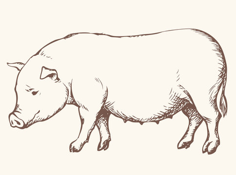 Pig. Vector Drawing