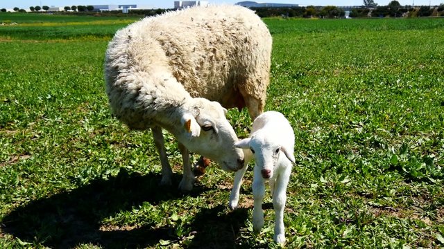 Newborn lamb with his mother