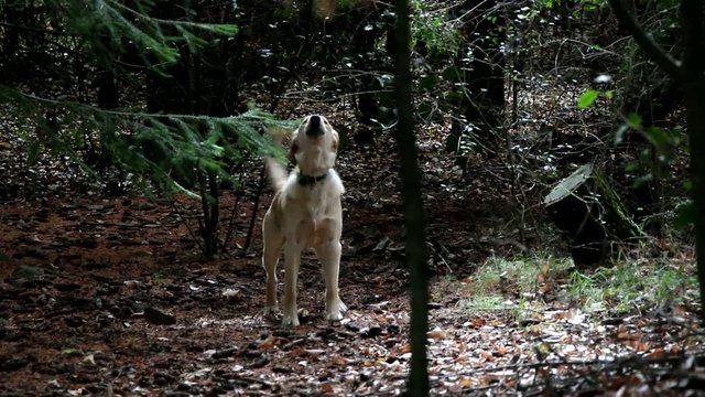 Golden Retriever ladra a la c&aacute;mara
