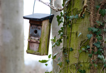 NiestKasten im Wald 