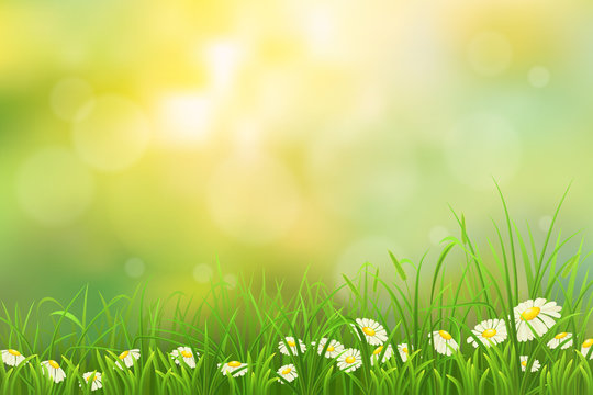 Spring nature background with green grass and chamomiles