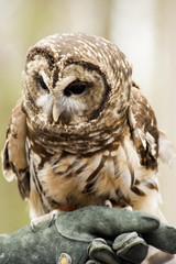 Barred Owl sits on handler's glove.