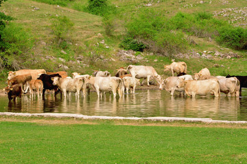 Grazing Cows