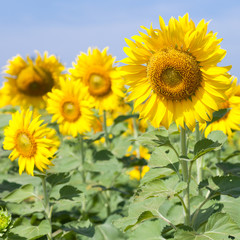 Sunflower in a field