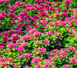 Bougainvillea flower