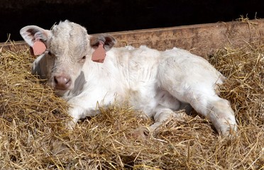 Young calf laying in a bed of straw.