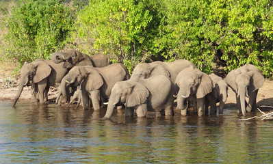 Fototapeta premium group of Elephants in Botswana