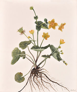 Original painting of Geum Urbaum healing herb