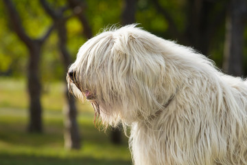 South Russian Sheep Dog Portrait