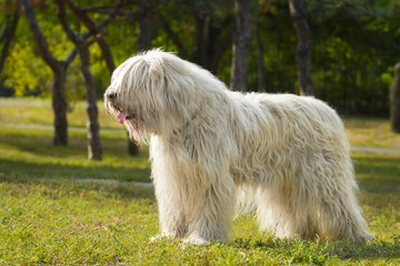 South Russian Sheep Dog