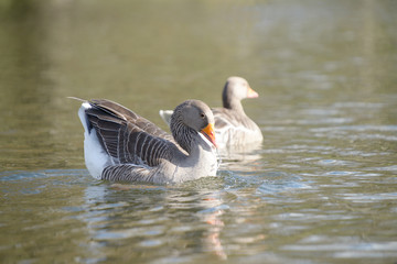 Greylag Goose, Anser anser