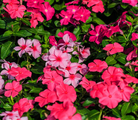Fototapeta premium Petunia flowers