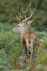 Red deer - Cervus elaphus