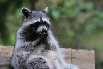 Fototapeta premium Waschbär