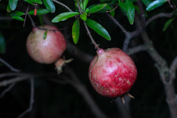 Pomegranate