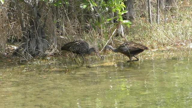 Limpkins feeding in natural environment FLorida 4K