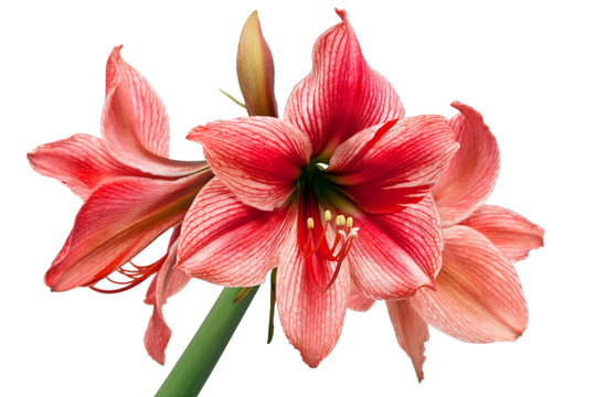 Hippeastrum large flowering Gervase