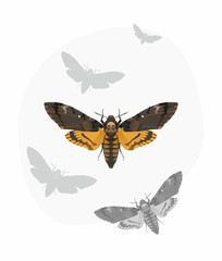 Fototapeta na wymiar Death's-head Hawk moth (Acherontia Atropos)