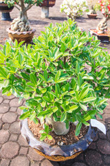 Desert Flower called Adenium obesum or Bonsai tree