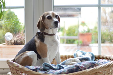 Hund Beagle