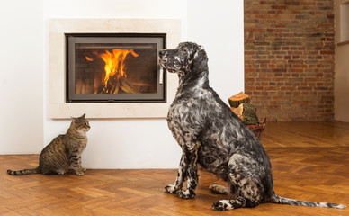 pets in front of fireplace
