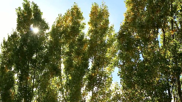 Los &aacute;rboles se mueven por la fuerza del viento