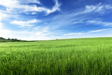 Foto op Plexiglas field of barley © Iakov Kalinin