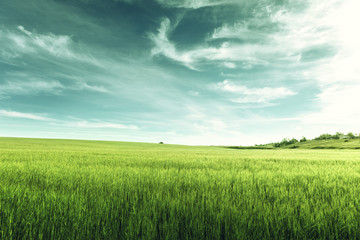 Fototapeta na wymiar field of barley